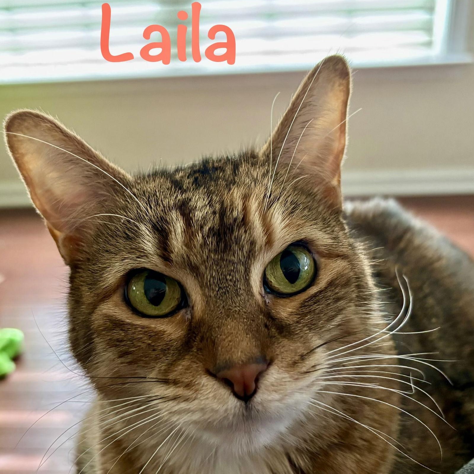 Enlarge Laila, a Adoptable Domestic Short Hair in Reston, VA image 2/3