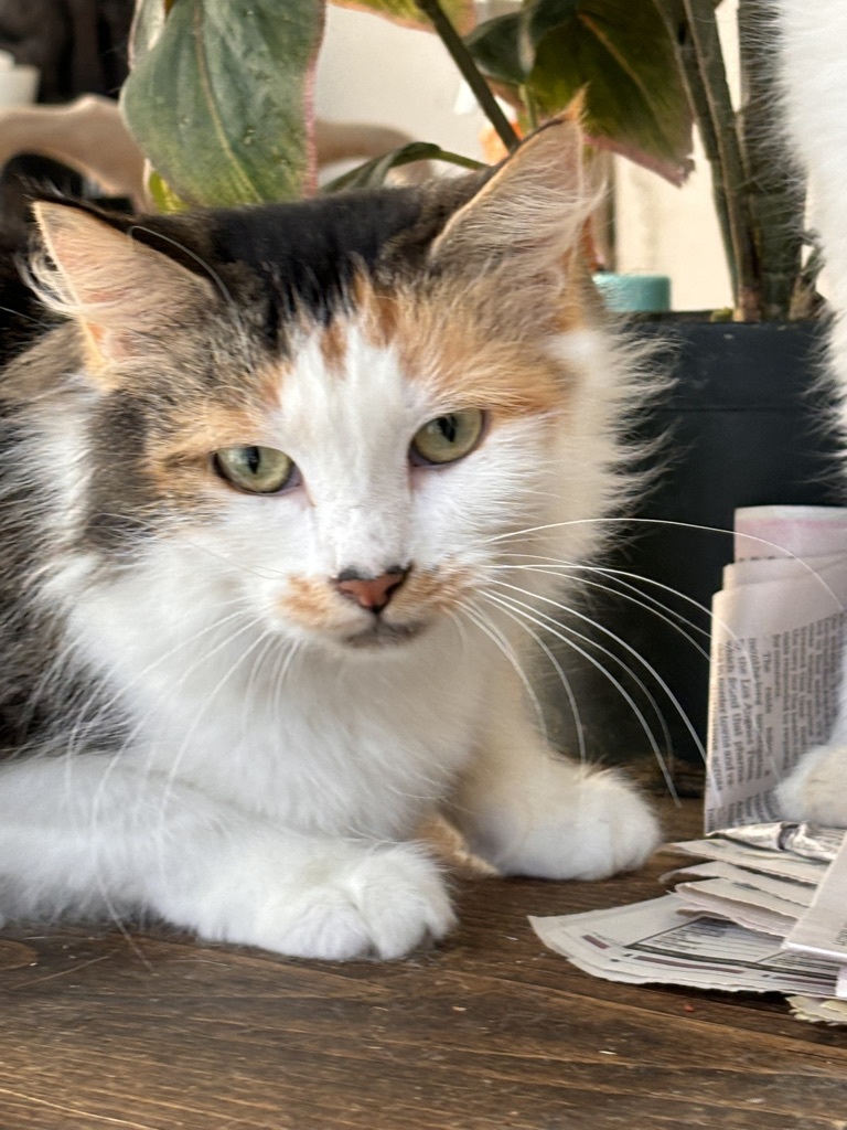 HUNTER, Adopted, Adult Female Calico.