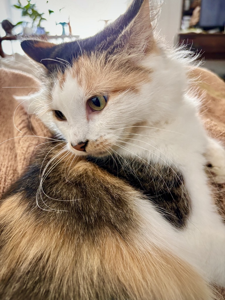 Enlarge HUNTER, a Adopted Calico in BEVERLY HILLS, CA image 2/4