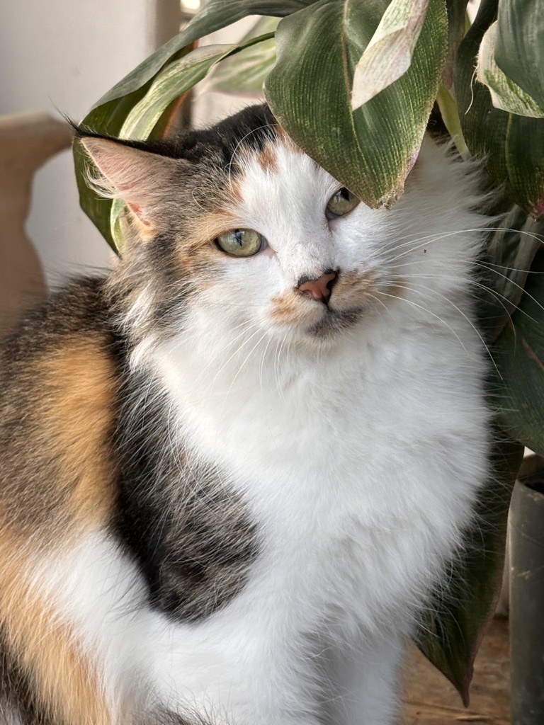 Enlarge HUNTER, a Adopted Calico in BEVERLY HILLS, CA image 3/4