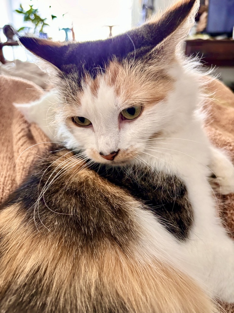 Enlarge HUNTER, a Adopted Calico in BEVERLY HILLS, CA image 4/4