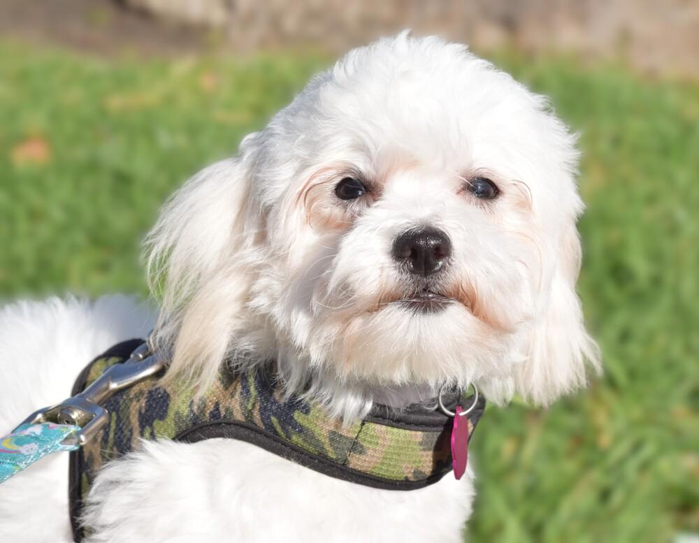 Taos, Adoptable, Young Female Maltese.