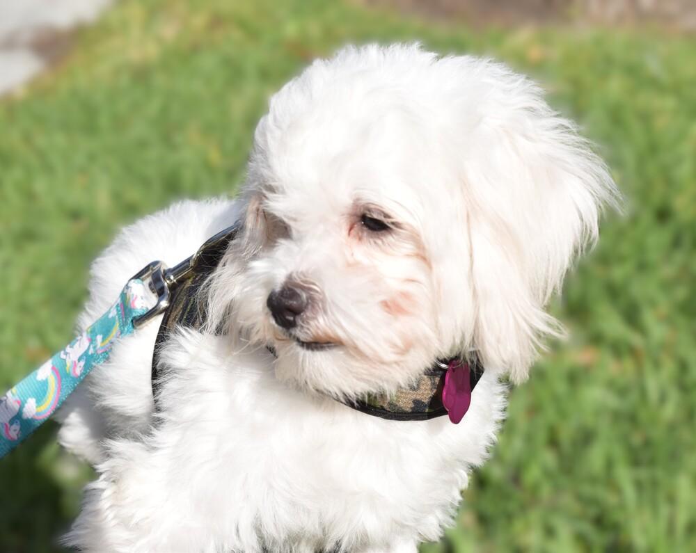 Enlarge Taos, a Adoptable mixed breed in Mission Viejo, CA image 2/6