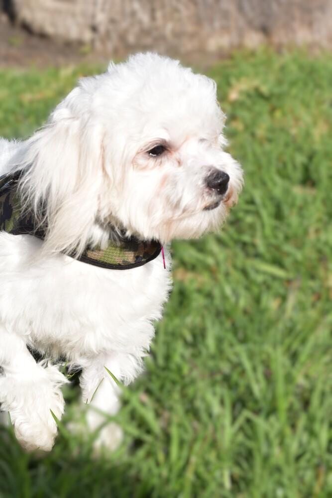 Enlarge Taos, a Adoptable mixed breed in Mission Viejo, CA image 3/6