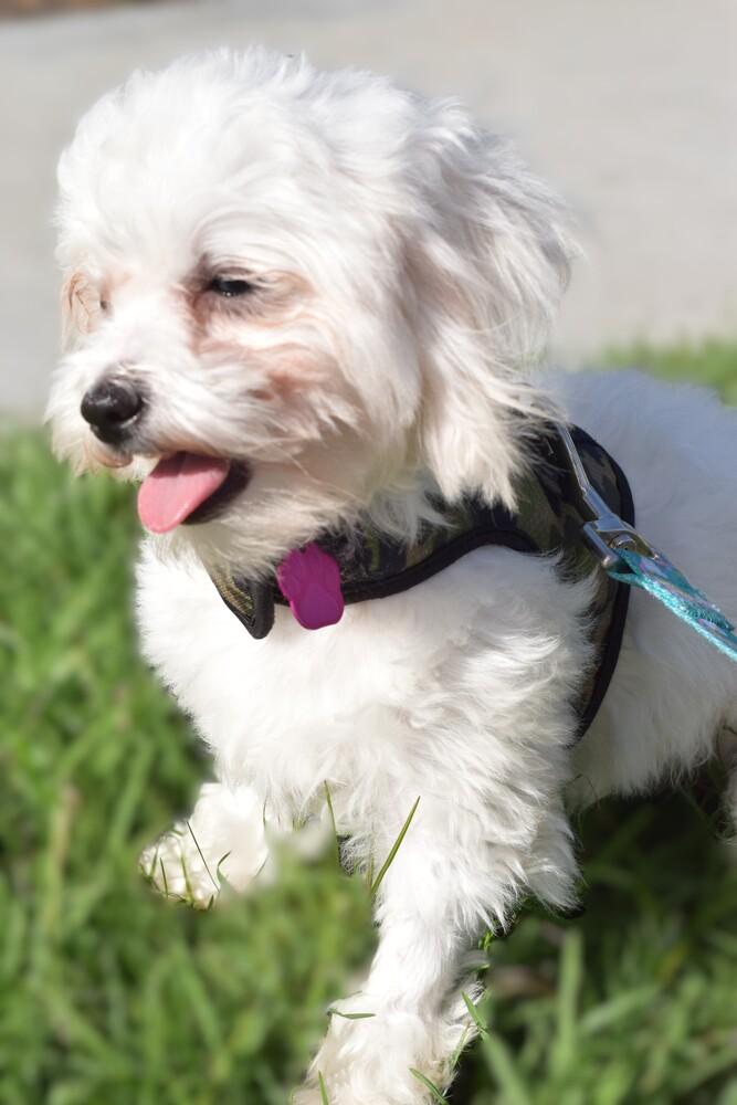 Enlarge Taos, a Adoptable mixed breed in Mission Viejo, CA image 4/6