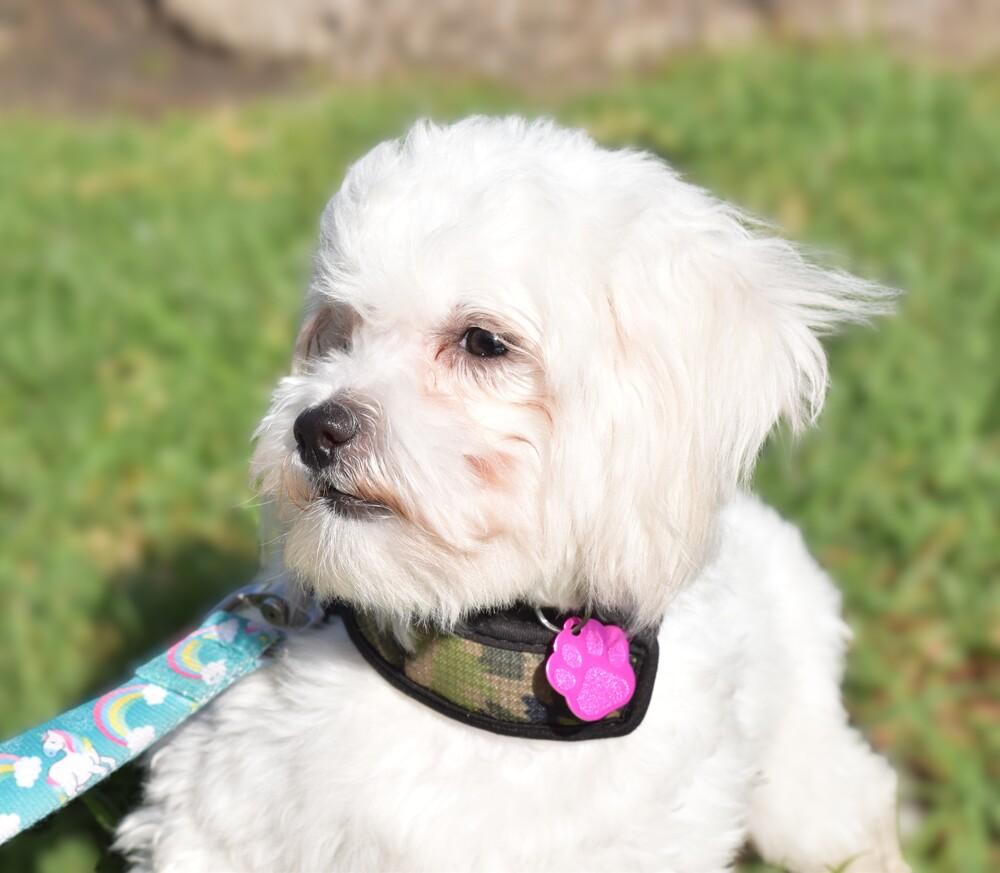 Enlarge Taos, a Adoptable mixed breed in Mission Viejo, CA image 5/6
