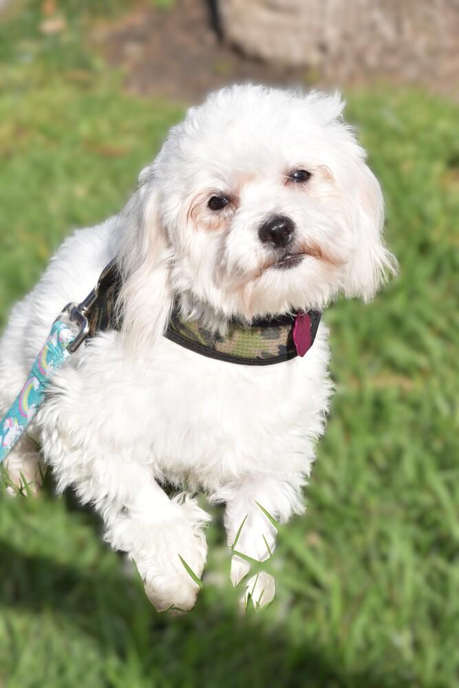 Enlarge Taos, a Adoptable mixed breed in Mission Viejo, CA image 6/6