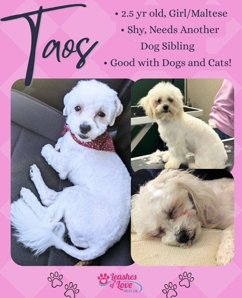Enlarge Taos, a Adoptable mixed breed in Mission Viejo, CA image 6/6