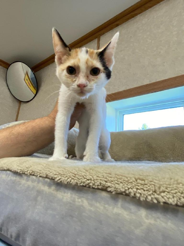 Enlarge Tiny, a Adoptable mixed breed in Medford, WI image 1/1