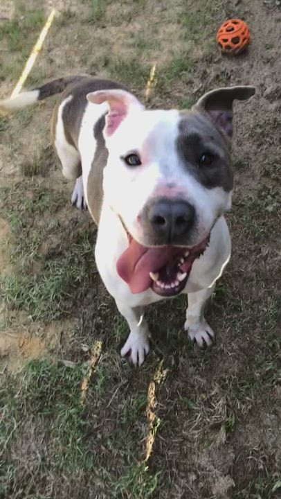 Enlarge Jeremy, a Adopted mixed breed in Lancaster, SC video 4/7