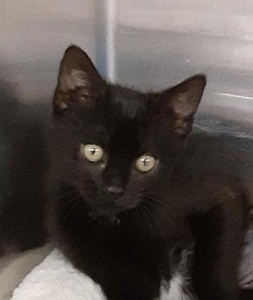 Enlarge Lilly, a Adoptable Domestic Short Hair in Massapequa, NY image 1/1