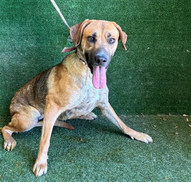 Enlarge CINNAMON, a Adoptable German Shepherd Dog in Lancaster, CA image 1/1