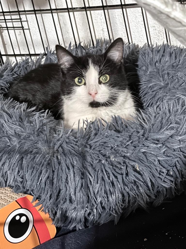 Lord Furrball, Adoptable, Kitten Male Domestic Short Hair.