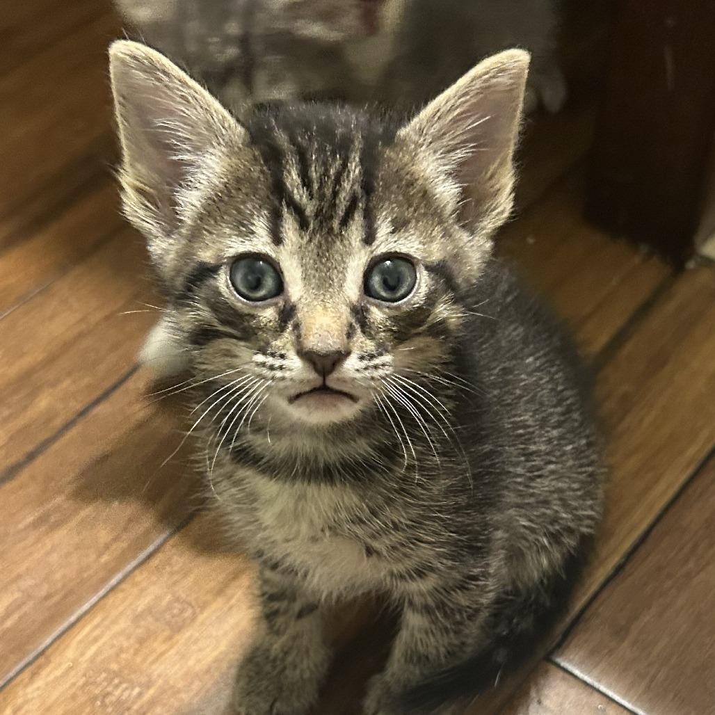 Enlarge Forester, a Adoptable Domestic Short Hair in Winston Salem, NC image 1/1