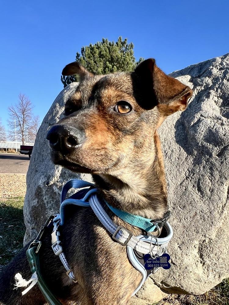 RONAN, a Adoptable mixed breed in Broomfield, CO image 1/6