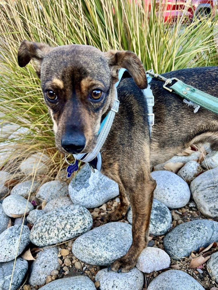 RONAN, a Adoptable mixed breed in Broomfield, CO image 2/6