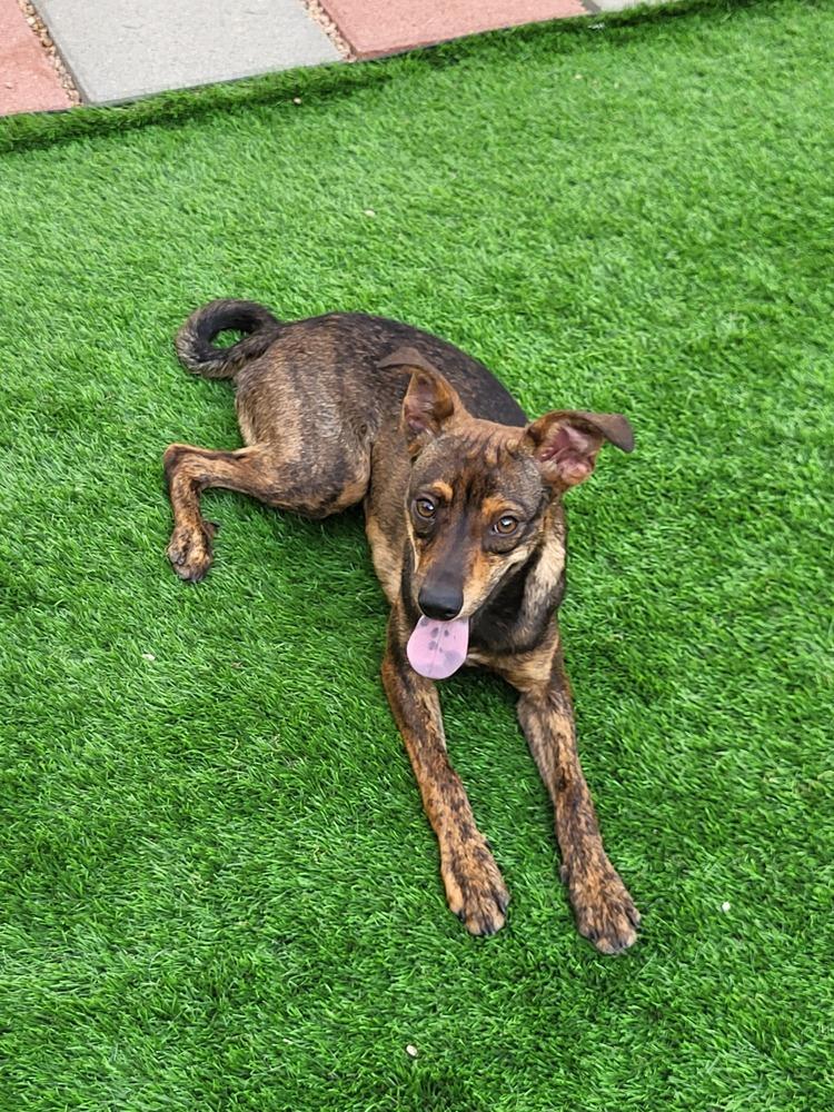 RONAN, a Adoptable mixed breed in Broomfield, CO image 3/6