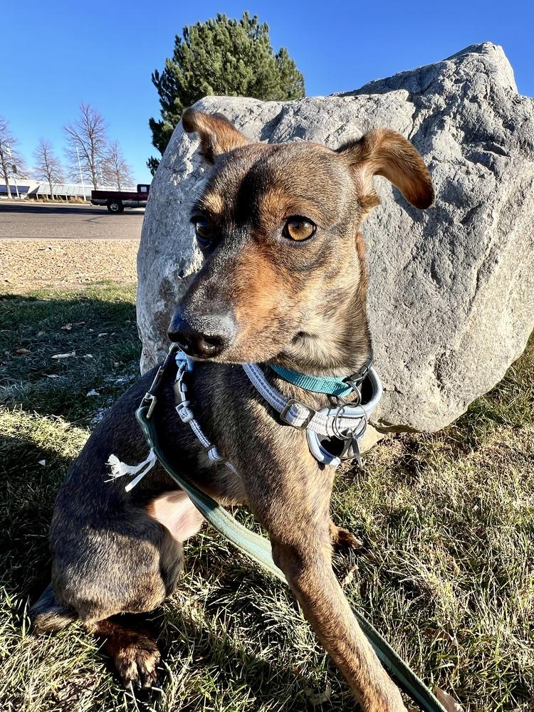 RONAN, a Adoptable mixed breed in Broomfield, CO image 4/6