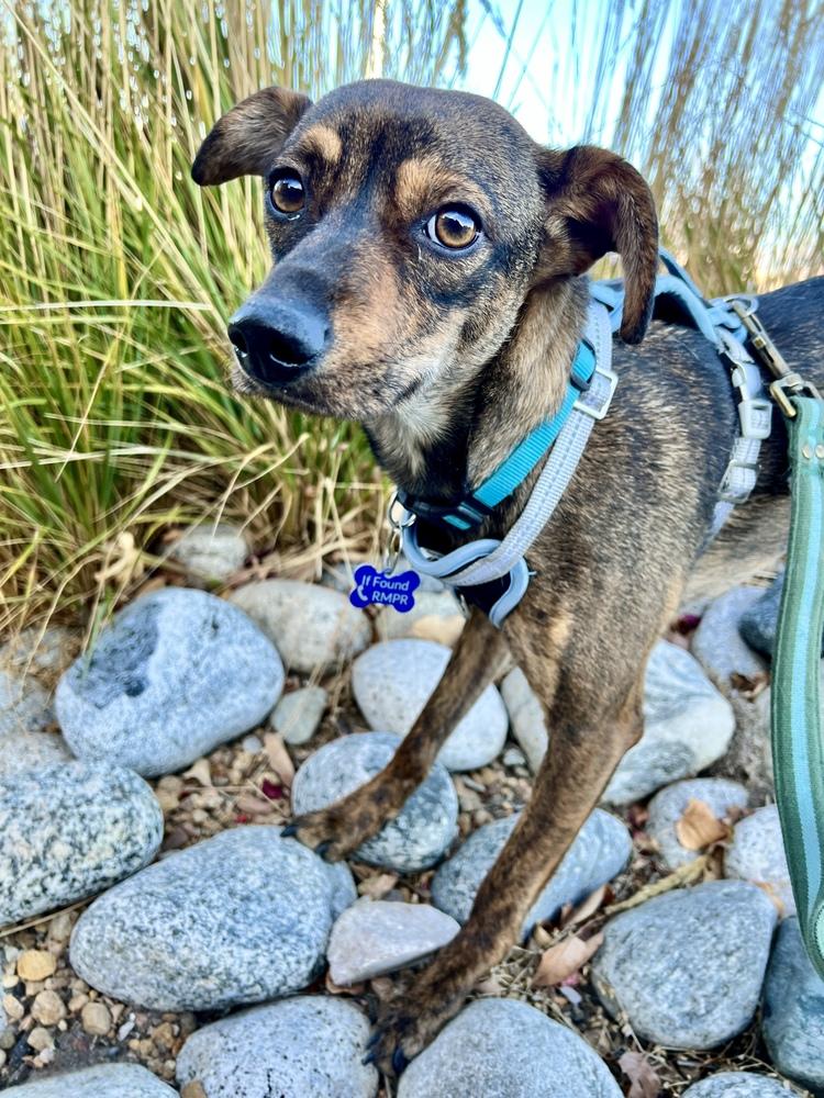 RONAN, a Adoptable mixed breed in Broomfield, CO image 5/6