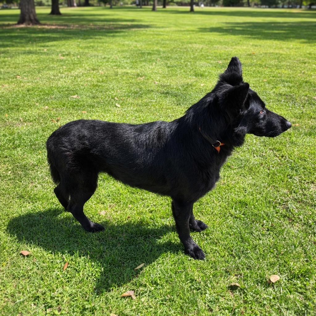 Enlarge Helen, a Adoptable mixed breed in Durango, CO image 4/6