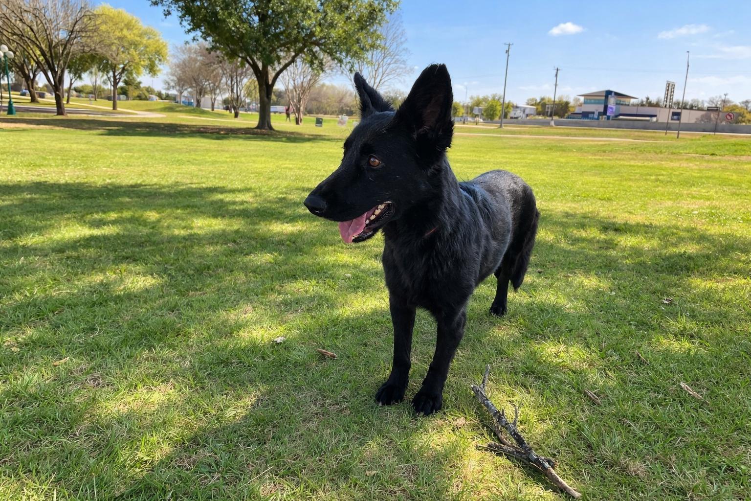 Enlarge Helen, a Adoptable mixed breed in Durango, CO image 5/6