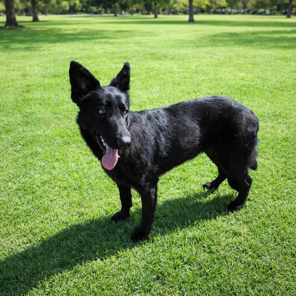 Enlarge Helen, a Adoptable mixed breed in Durango, CO image 2/6