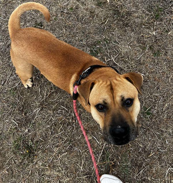 Rosco, Adoptable, Adult Male Black Mouth Cur.