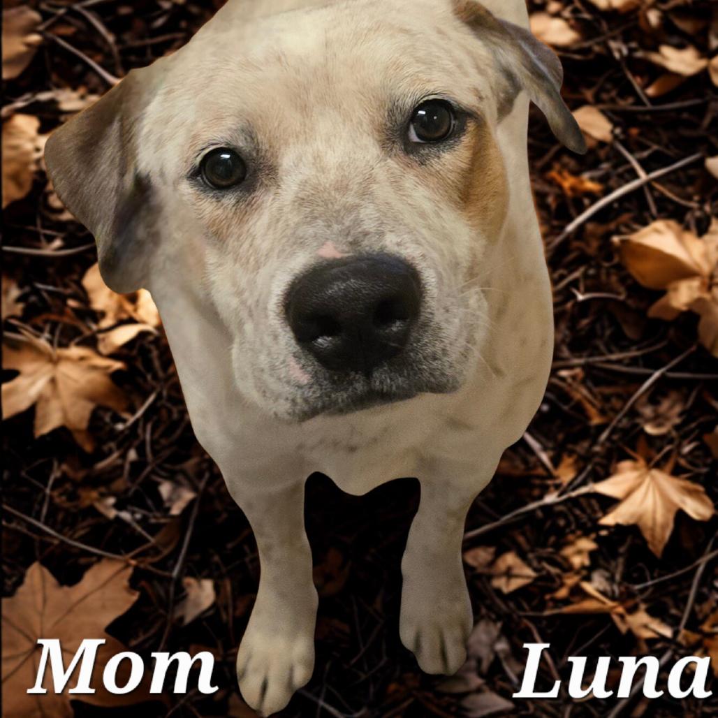 Nova, Adoptable, Puppy Female Mixed Breed.