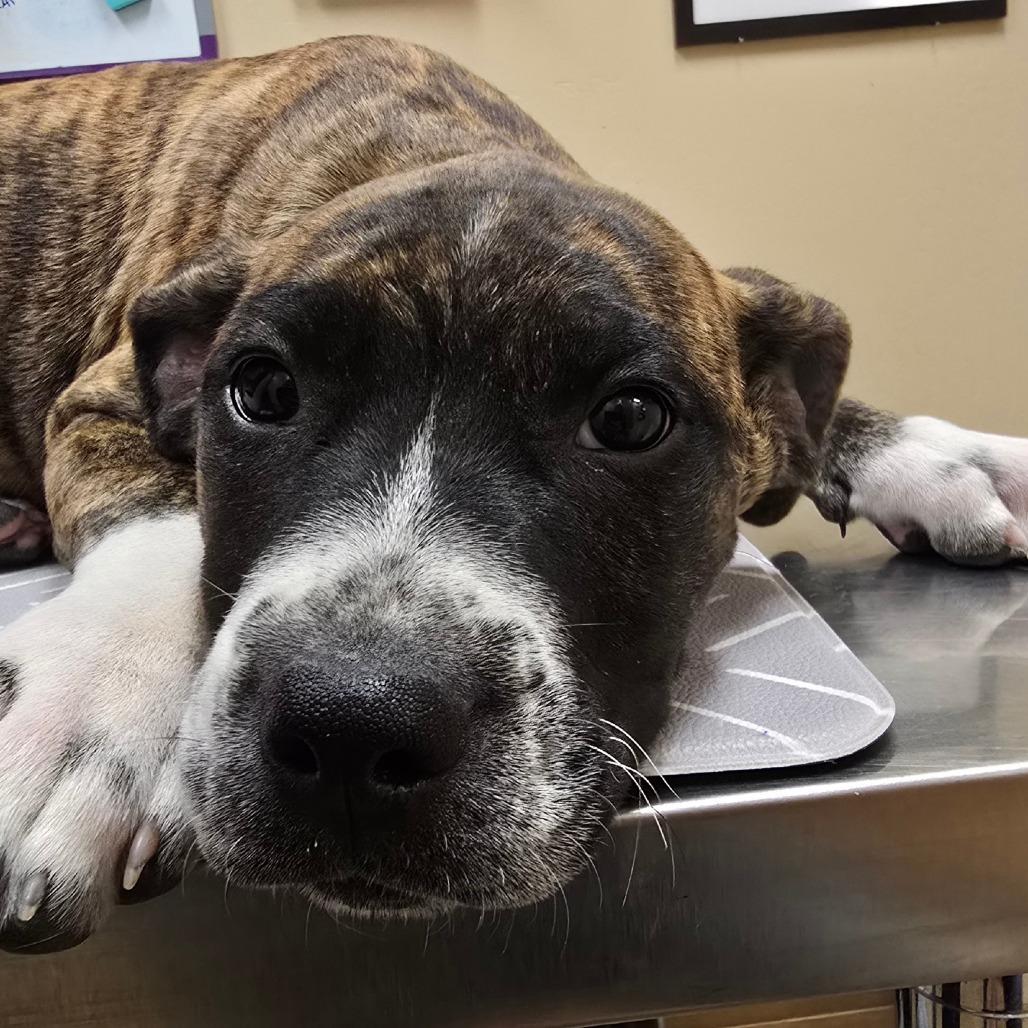 Enlarge Nova, a Adoptable Mixed Breed in Wickenburg, AZ image 2/4