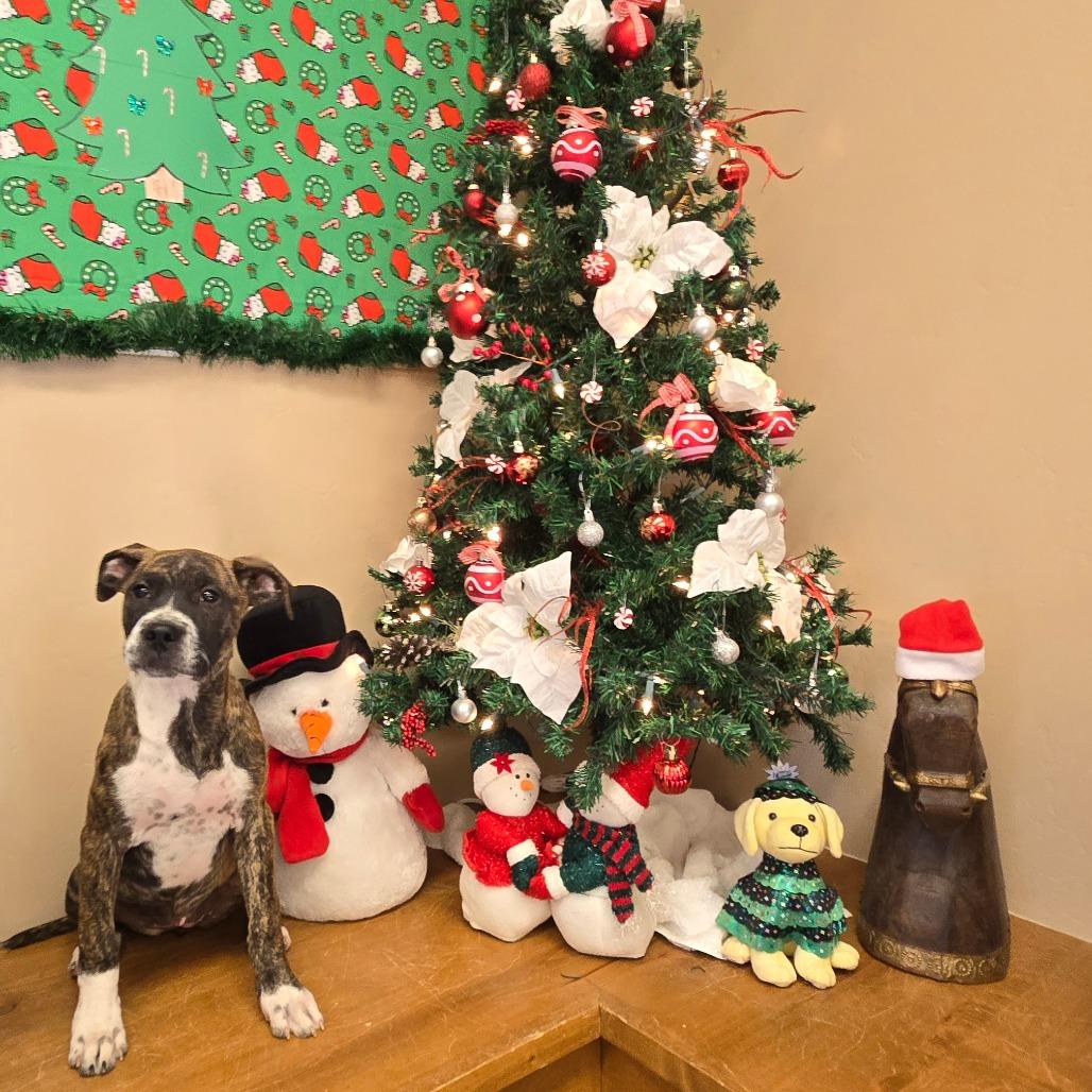 Enlarge Nova, a Adoptable Mixed Breed in Wickenburg, AZ image 3/4