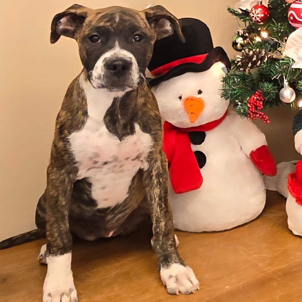 Enlarge Nova, a Adoptable Mixed Breed in Wickenburg, AZ image 4/4