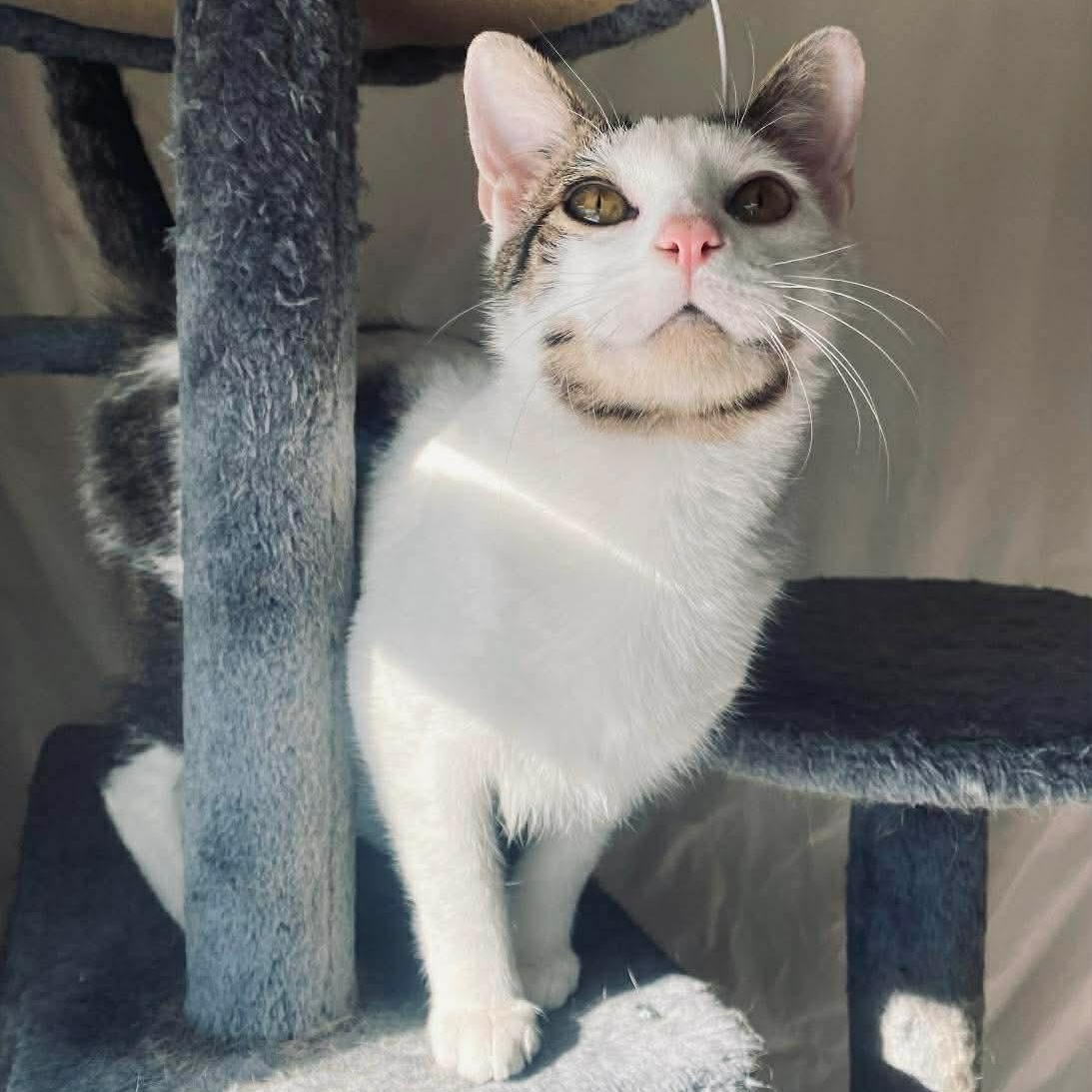 Harold, Adoptable, Young Male Domestic Short Hair.