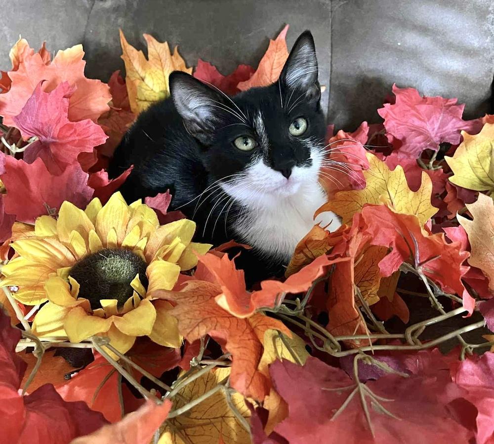 Enlarge Tink, a Adoptable Domestic Short Hair in Wolcott, CT image 1/6