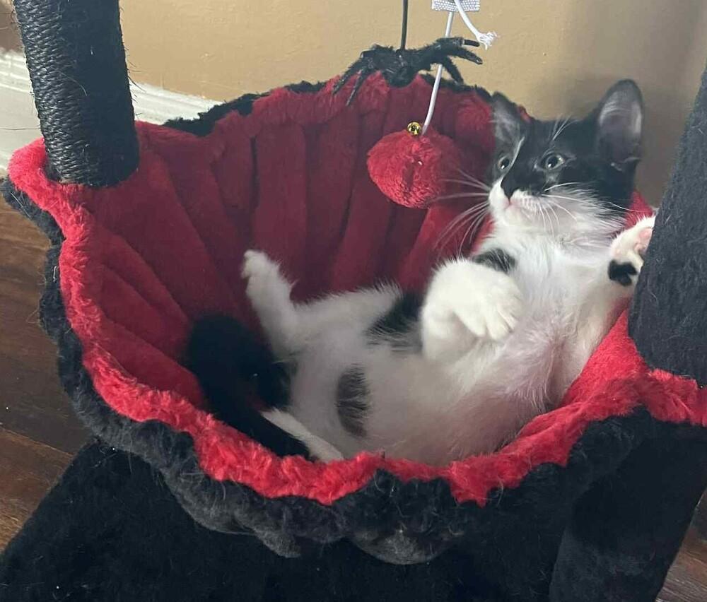 Enlarge Tink, a Adoptable Domestic Short Hair in Wolcott, CT image 2/6