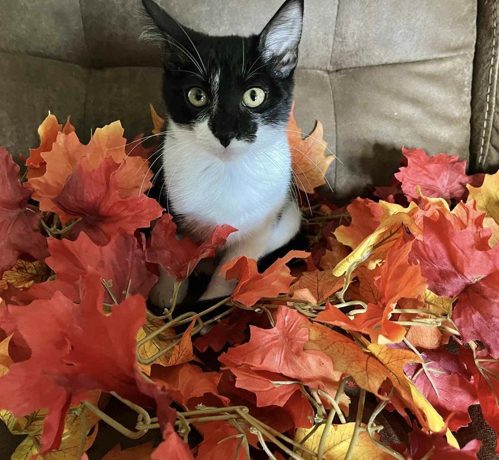 Tink, Adoptable, Kitten Female Domestic Short Hair.