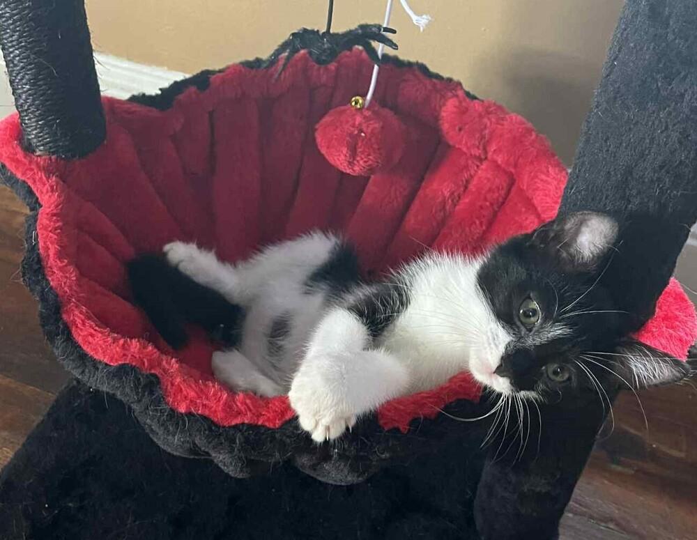 Enlarge Tink, a Adoptable Domestic Short Hair in Wolcott, CT image 4/6