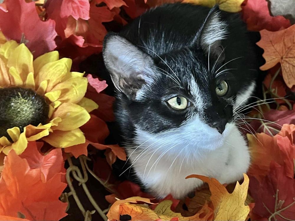 Enlarge Tink, a Adoptable Domestic Short Hair in Wolcott, CT image 5/6