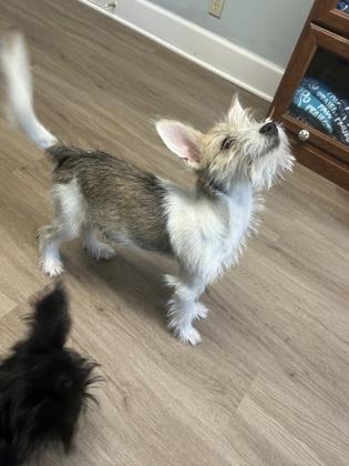 Hansel, Adoptable, Young Male Terrier & Mixed Breed.