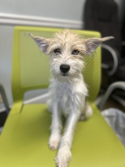 Enlarge Hansel, a Adoptable mixed breed in Lawrenceville, GA image 2/2