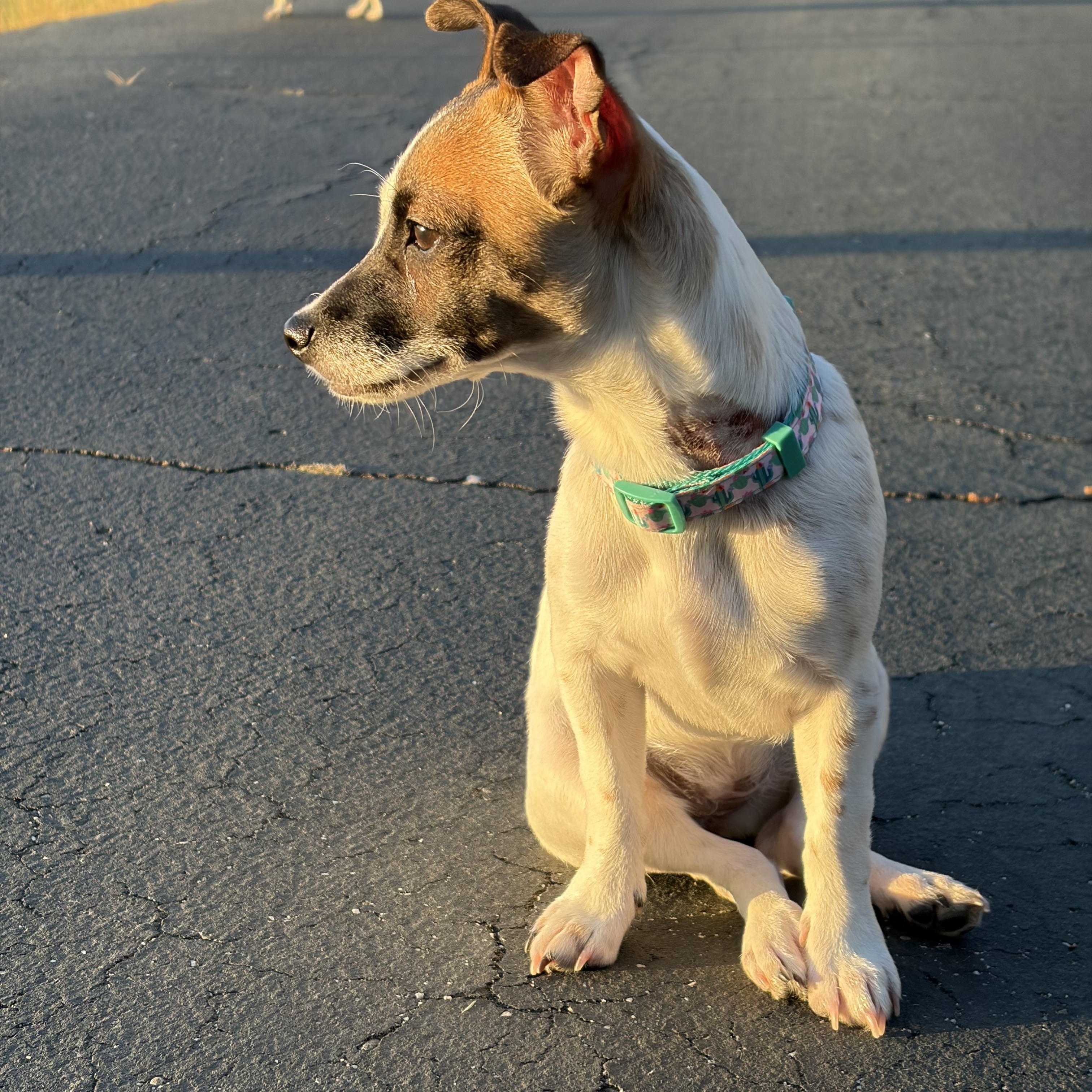 Enlarge Penny, an adopted mixed breed in Sonora, CA image 4/6
