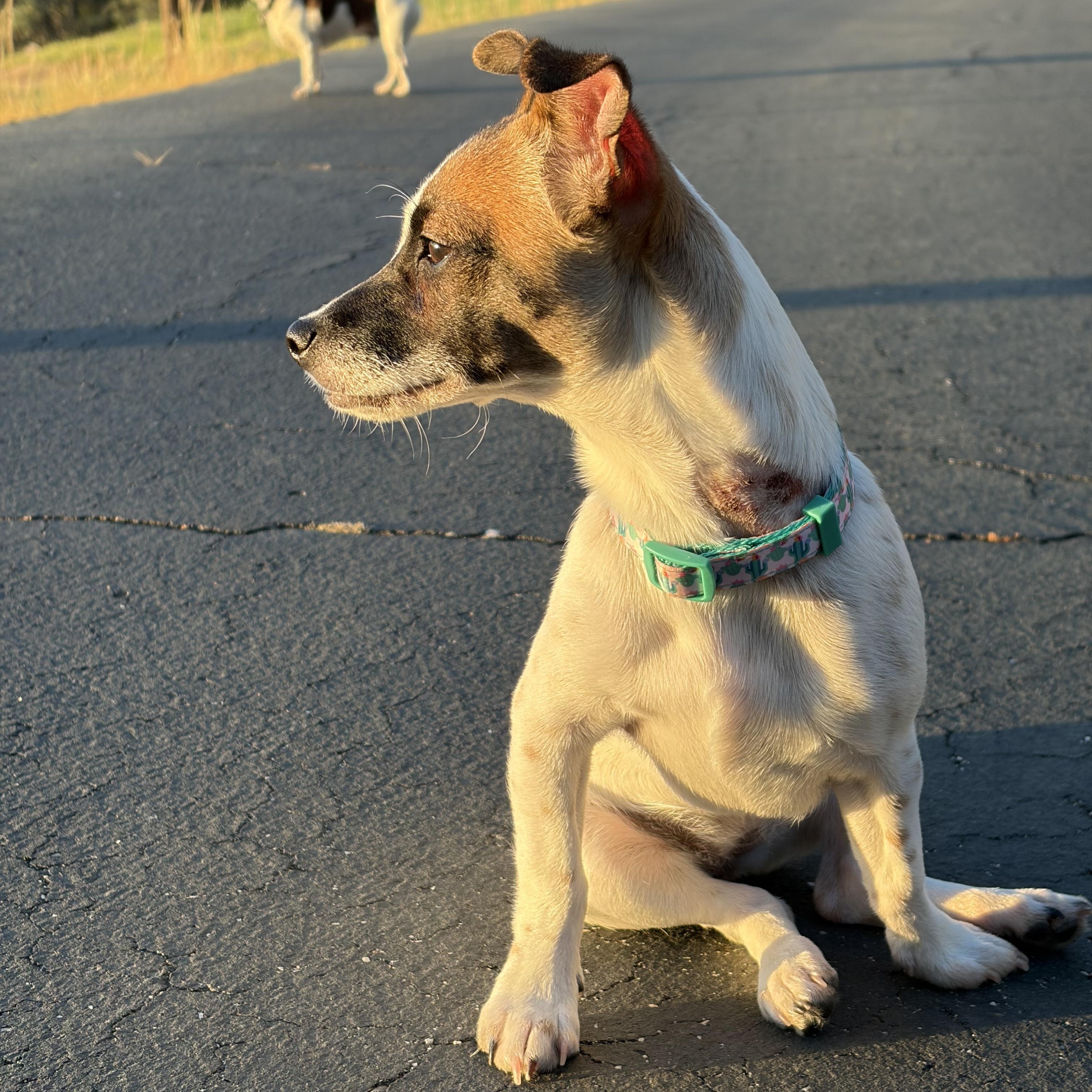 Enlarge Penny, an adopted mixed breed in Sonora, CA image 6/6