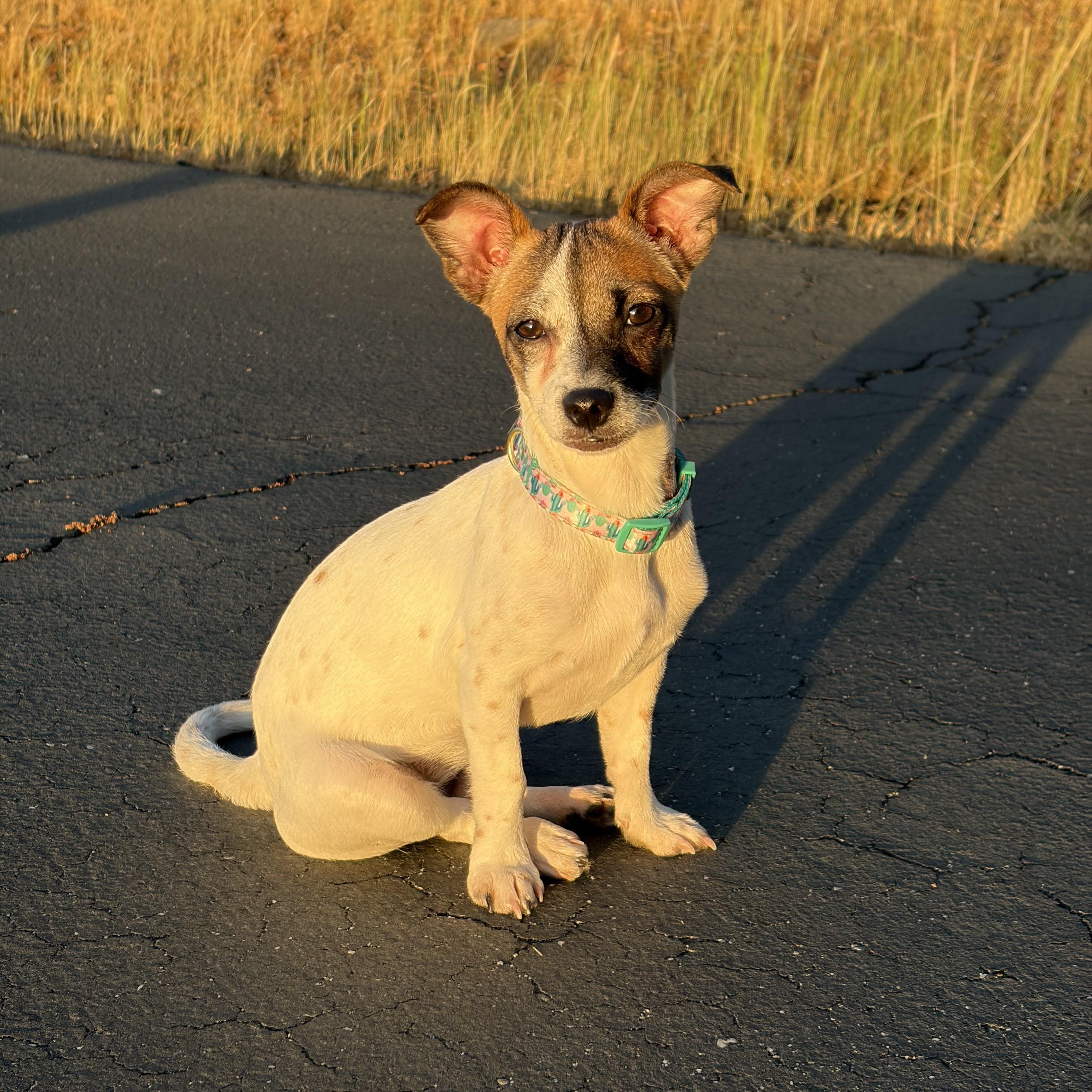 Enlarge Penny, an adopted mixed breed in Sonora, CA image 3/6