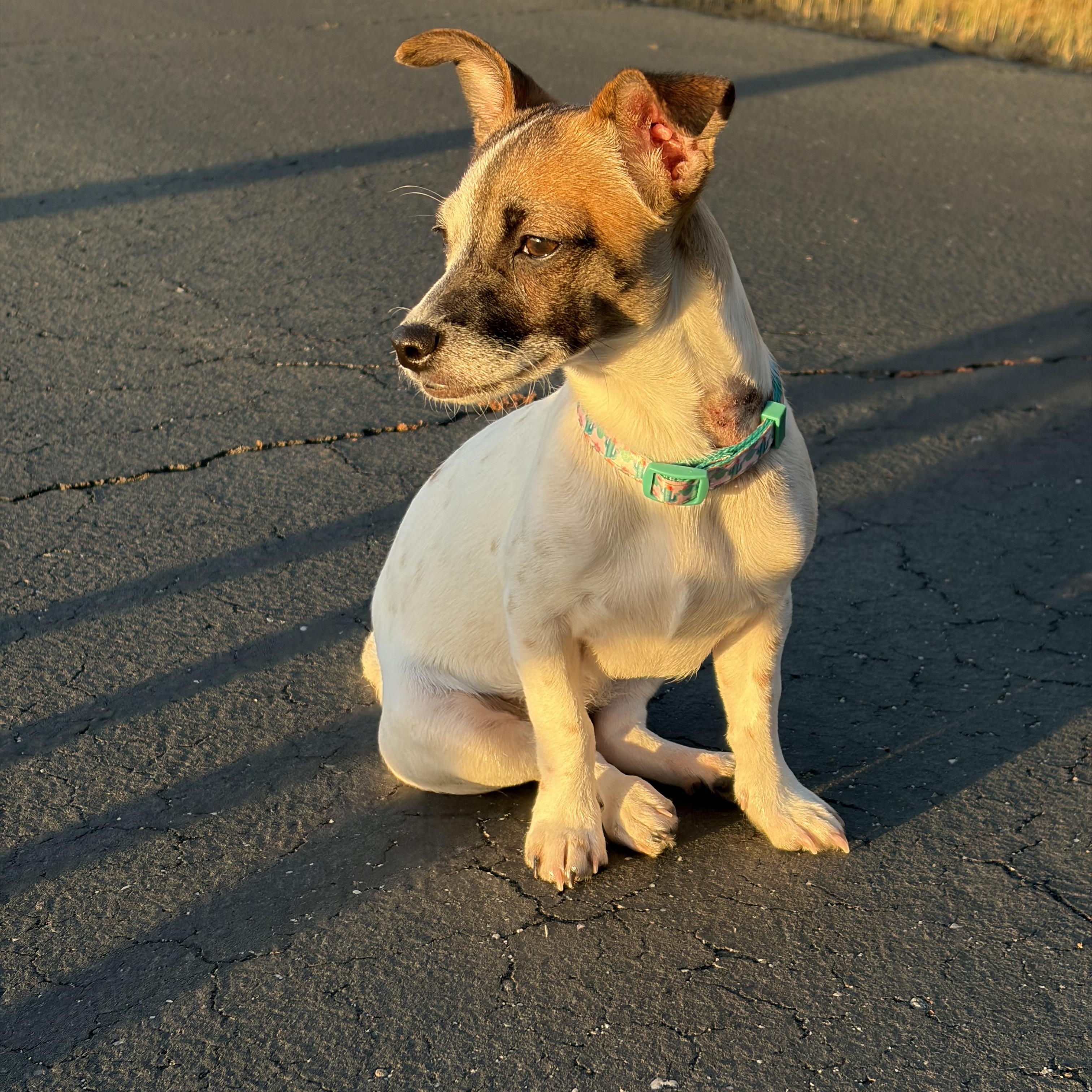 Enlarge Penny, an adopted mixed breed in Sonora, CA image 5/6
