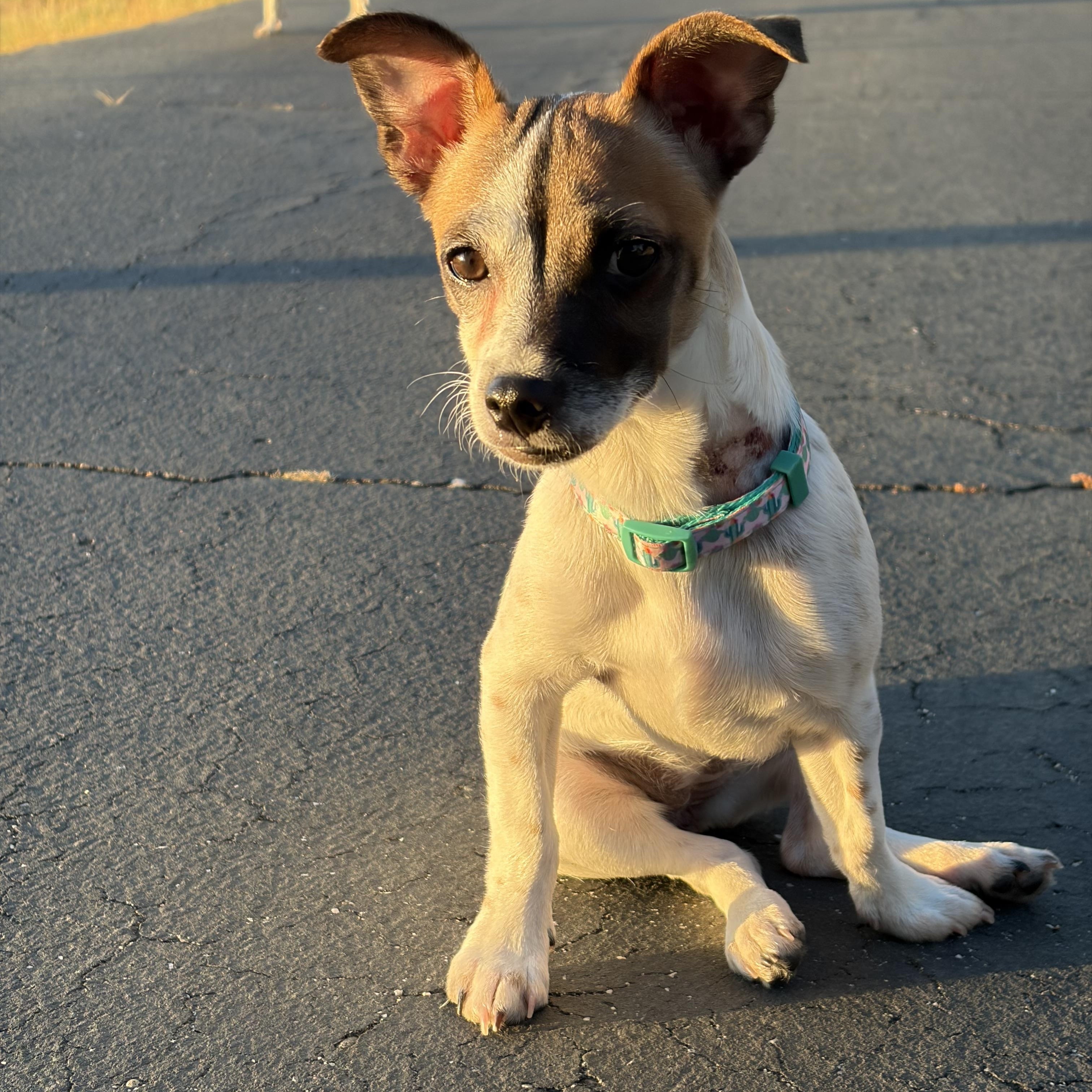 Enlarge Penny, an adopted mixed breed in Sonora, CA image 2/6