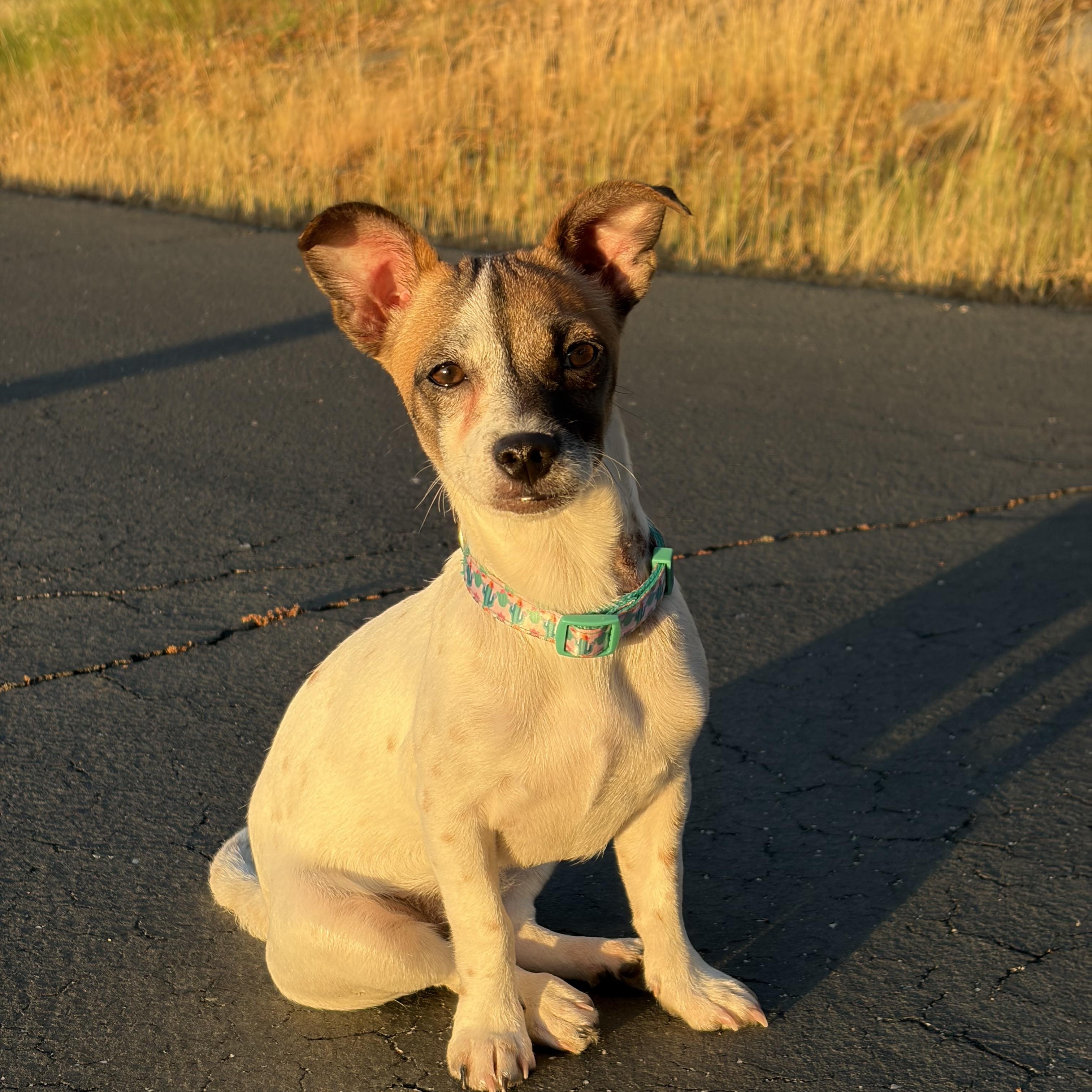 Penny, adopted, Puppy Female Jack Russell Terrier.