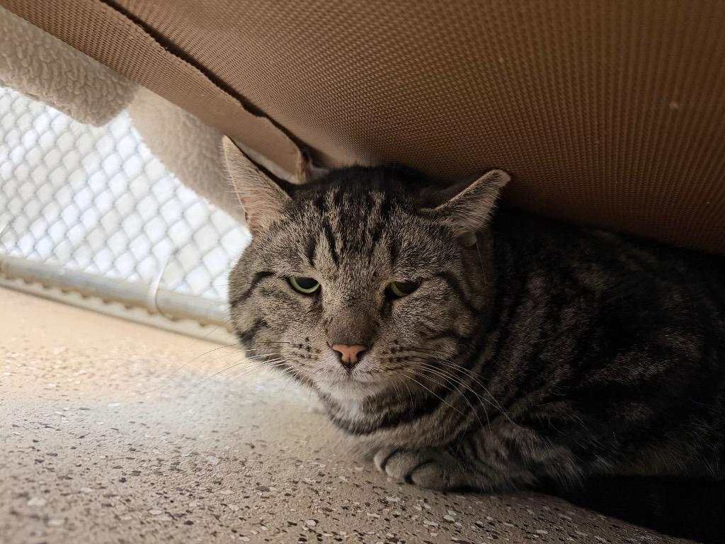 Deacan, Adoptable, Adult Male Domestic Short Hair.