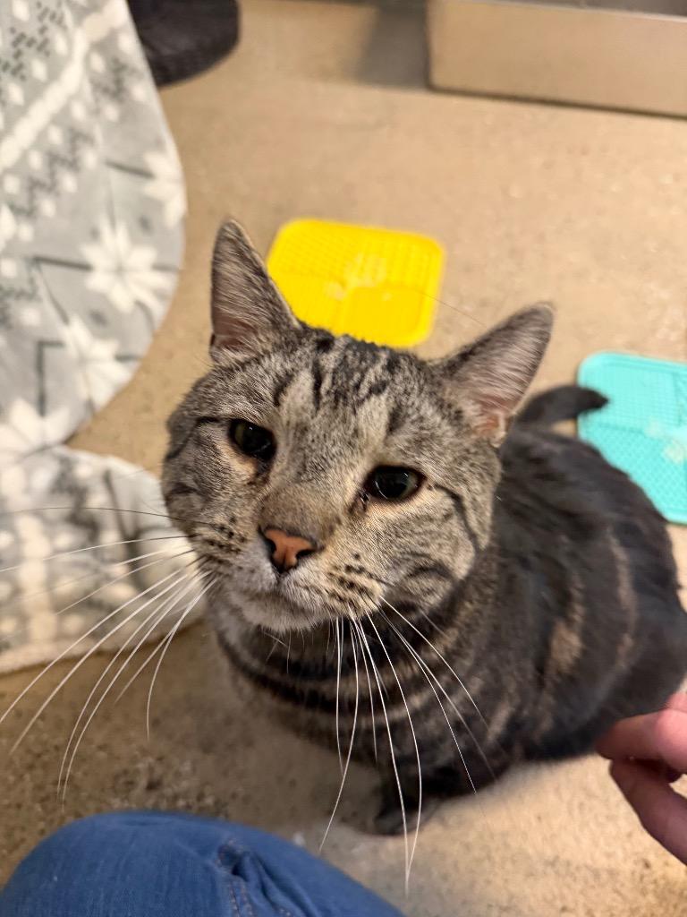 Enlarge Deacan, a Adoptable mixed breed in Waverly, NY image 2/6