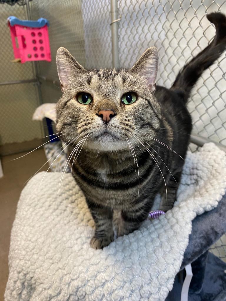 Enlarge Deacan, a Adoptable mixed breed in Waverly, NY image 3/6