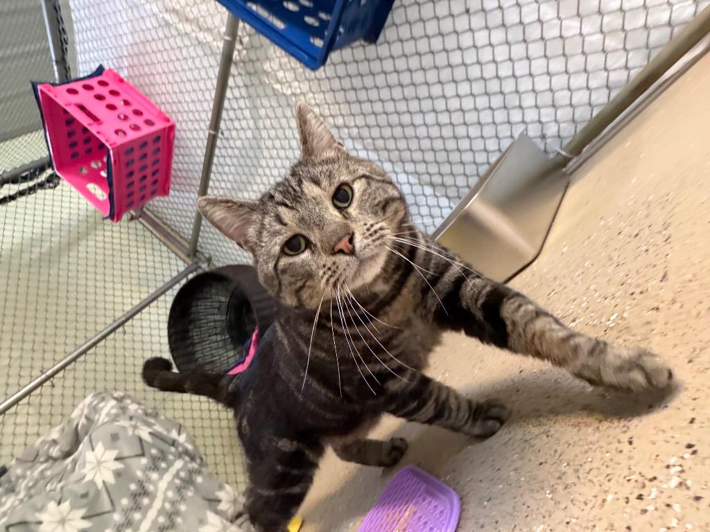 Enlarge Deacan, a Adoptable mixed breed in Waverly, NY image 4/6