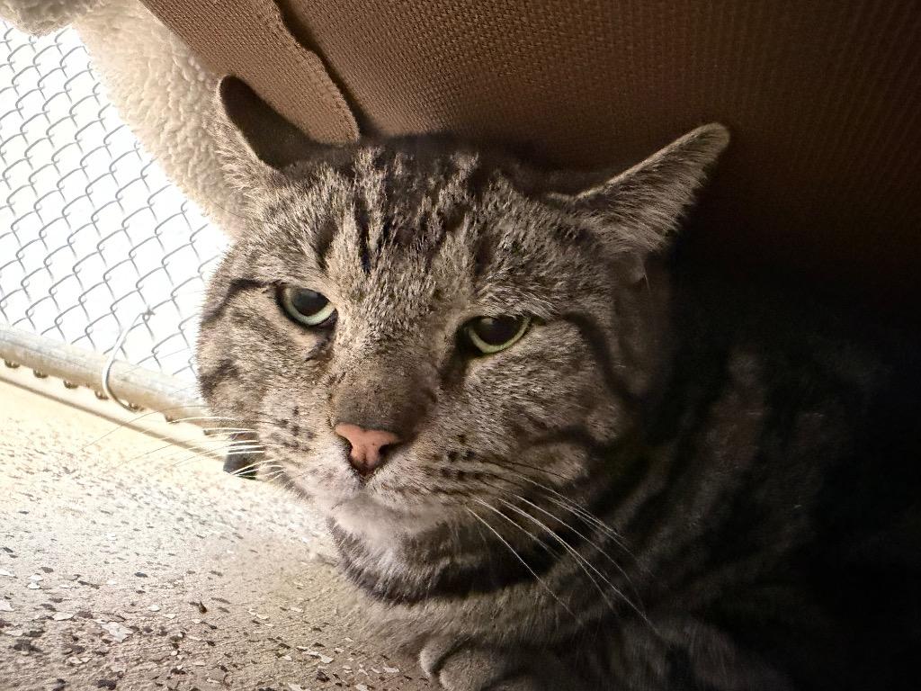 Enlarge Deacan, a Adoptable mixed breed in Waverly, NY image 5/6